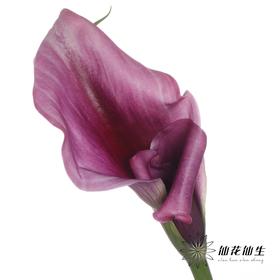 丽江马蹄莲 | 变异杜邦