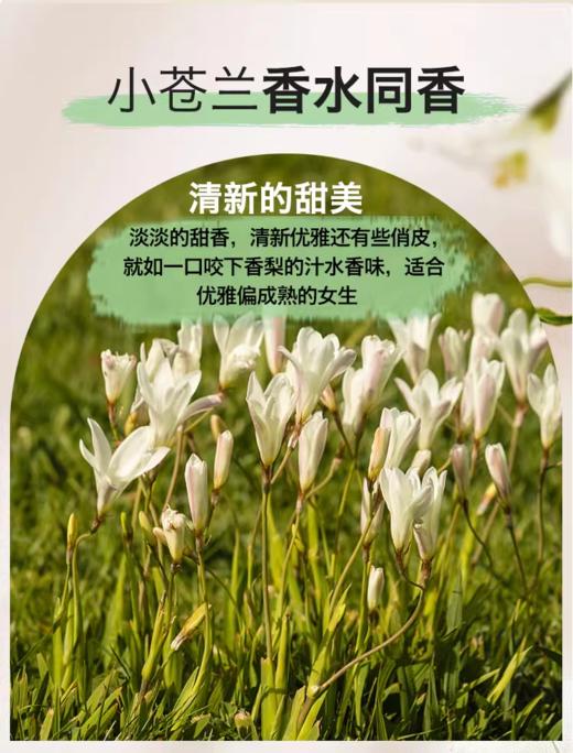 歌歌兰妮养肤香水沐浴露（蓝风铃）、（甜茶玫瑰）、（小苍兰） 商品图4