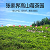 张家界【莓茶】入口微苦，回甘持久，白霜丰富，黄酮含量高，叶多梗少，茶汤干净！ 商品缩略图3