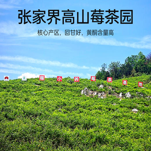 张家界【莓茶】入口微苦，回甘持久，白霜丰富，黄酮含量高，叶多梗少，茶汤干净！ 商品图3