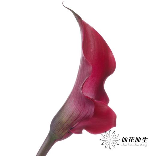 丽江马蹄莲 | 变异东京 商品图2