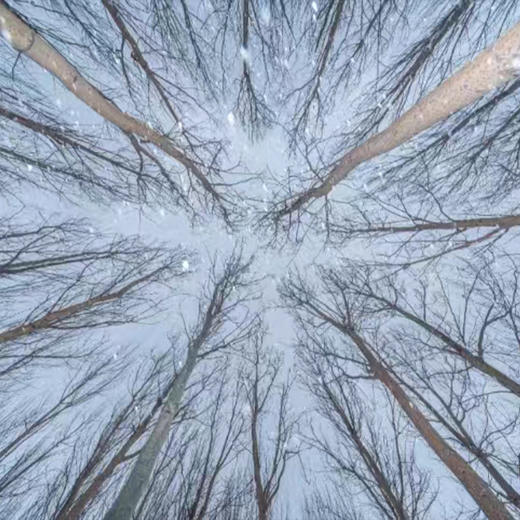 【斌哥优选】嘉桦浓缩白桦树汁,斌哥伊春溯源今年新汁。行业开创者，标准制定者，品质领航者。给大家带来优中选优的桦树汁。60多种营养物质。 商品图7