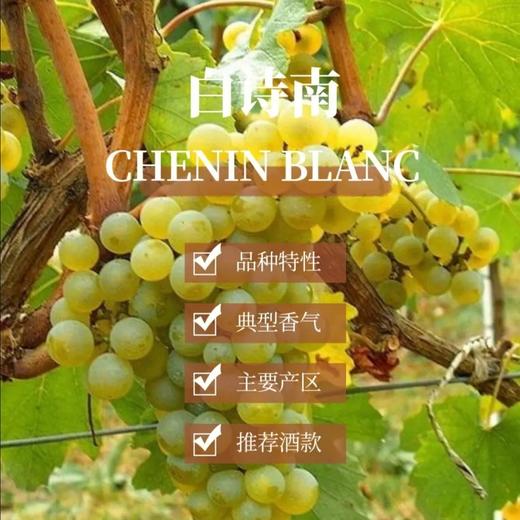 【南非进口】圣彼雅诺·提亚庄园白葡萄酒 13%vol  750ML*6瓶 商品图3