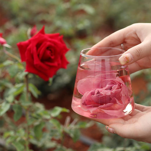 【2罐68元 头茬品质 花骨朵更大】预售3天发 云南冻干墨红玫瑰花  满杯花青素   喝完嘴里香香的～ 商品图0