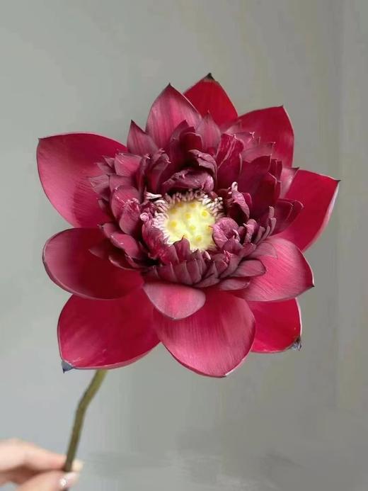 精品花材巨无霸墨红云雾仙子金苹果荷花合集 商品图7