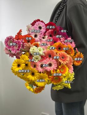 【新品上新】什么❗️基地悄悄种了20+新品非洲菊