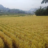 【绥阳空心面 】全麦面粉 表面光滑，中空，入口爽滑有嚼劲，久煮不断，二次回锅如初采用传统工艺全程纯手工制作，而且是自然发酵 商品缩略图1