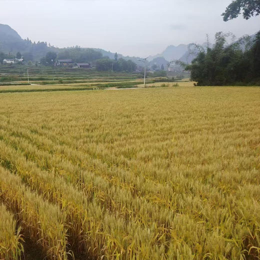 【绥阳空心面 】全麦面粉 表面光滑，中空，入口爽滑有嚼劲，久煮不断，二次回锅如初采用传统工艺全程纯手工制作，而且是自然发酵 商品图1