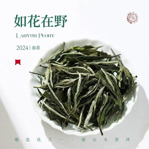 福鼎白茶 | 2024年一叶九鼎 大洋山 高山岚韵牡丹 500g 商品图1