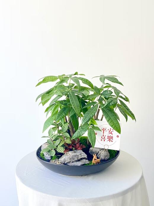 发财树/MXY388 商品图0