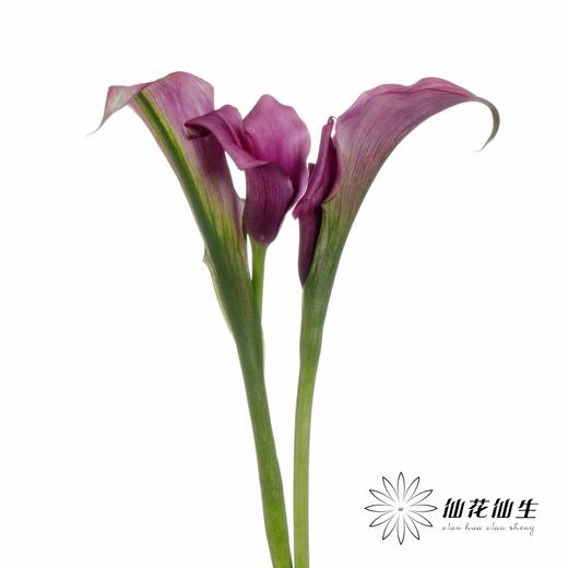 丽江马蹄莲 | 变异杜邦 商品图1