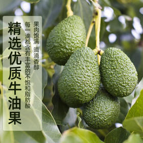 关中油坊牛油果油 鳄梨油食用油1L 低温冷初榨 热炒油 家庭营养烹饪油 /粮油调味 /食用油 /牛油果油