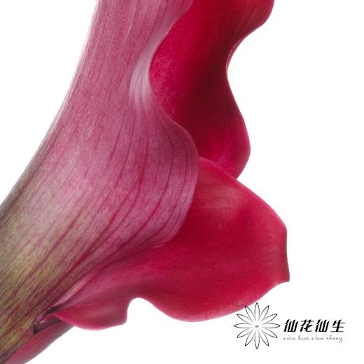 丽江马蹄莲 | 变异东京 商品图4