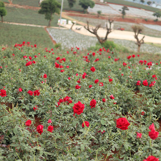 【2罐68元 头茬品质 花骨朵更大】预售3天发 云南冻干墨红玫瑰花  满杯花青素   喝完嘴里香香的～ 商品图11