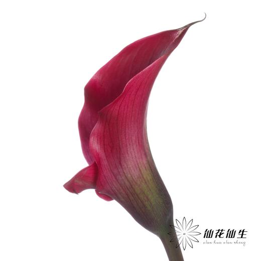 丽江马蹄莲 | 变异东京 商品图5