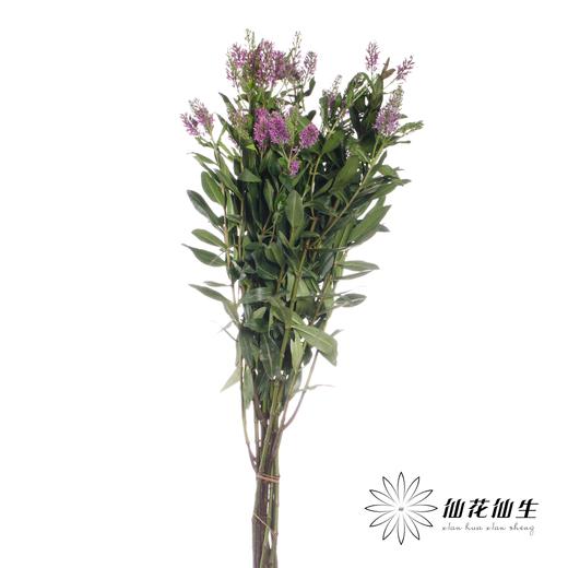 配花 | 长阶花粉色 商品图1