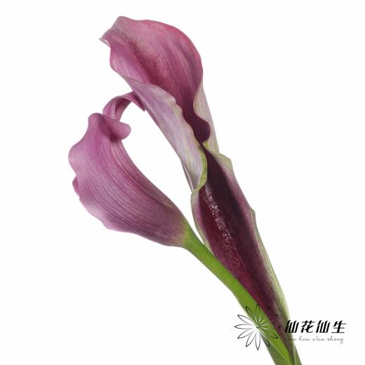 丽江马蹄莲 | 变异杜邦 商品图4