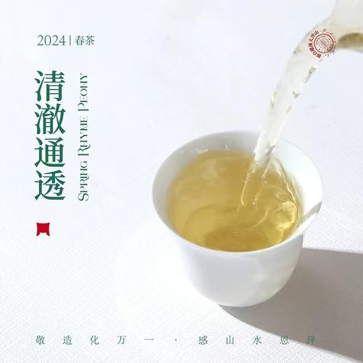 福鼎白茶丨2024年一叶九鼎竹韵牡丹·一级白牡丹 500g 商品图3