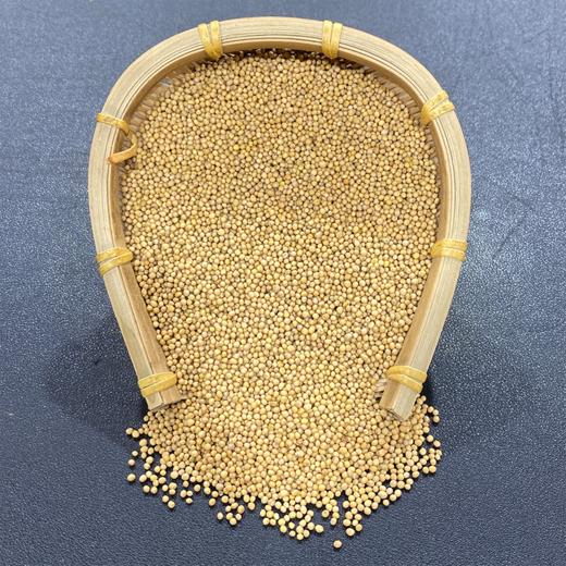 白芥子 当季新货 颗粒饱满 中药材 商品图4