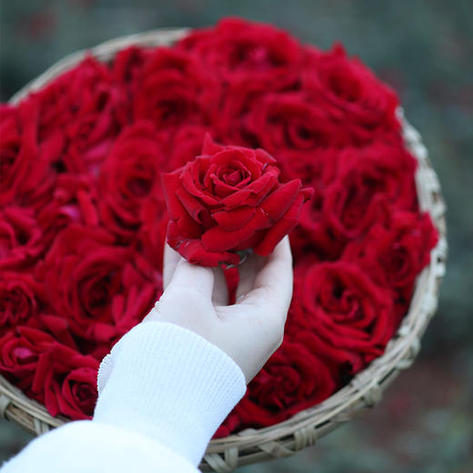 【2罐68元 头茬品质 花骨朵更大】预售3天发 云南冻干墨红玫瑰花  满杯花青素   喝完嘴里香香的～ 商品图3