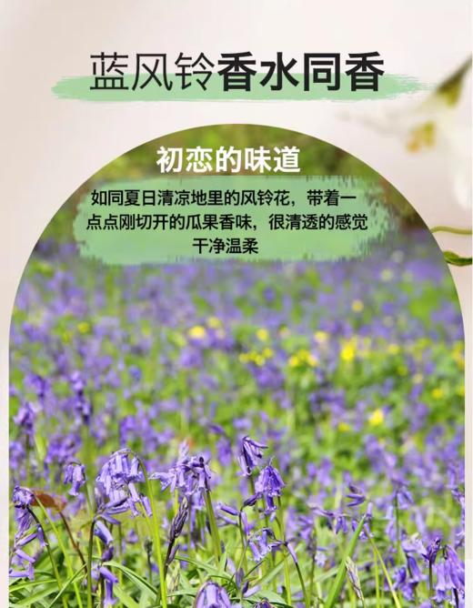 歌歌兰妮养肤香水沐浴露（蓝风铃）、（甜茶玫瑰）、（小苍兰） 商品图5