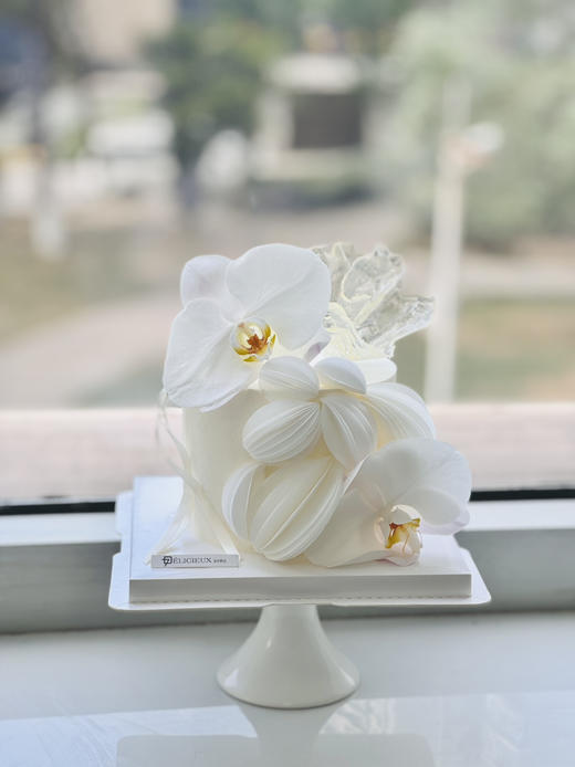 蝴蝶兰 商品图1