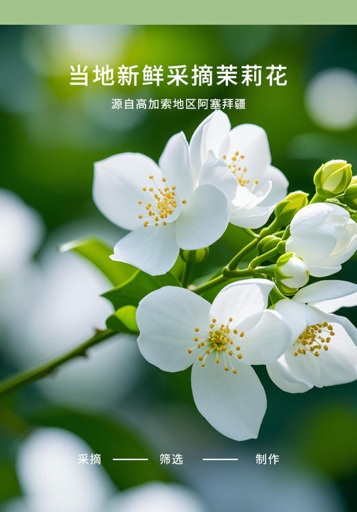 少女塔茉莉绿茶100g 商品图1