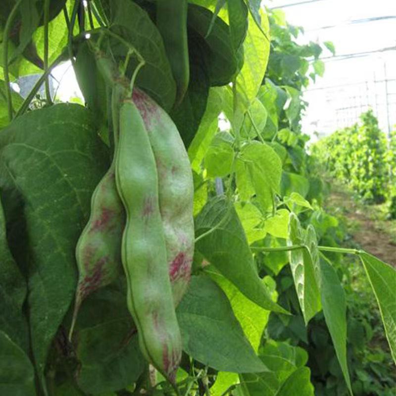 云南生态种植非转基因油豆角3斤/5斤