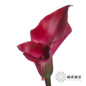 丽江马蹄莲 | 变异东京