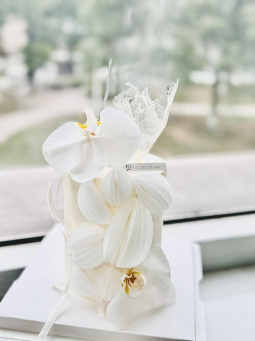 蝴蝶兰 商品图2