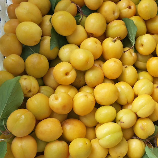 新疆红杏3斤礼盒 商品图12