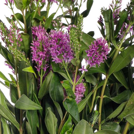 配花 | 长阶花粉色 商品图0