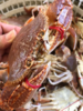 &本港扁蟹拥剑梭子蟹🦀壳薄肉多，纯吃肉的哦！新鲜]活冻 商品缩略图2