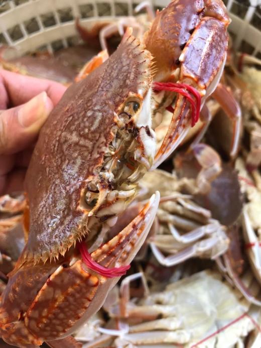 &本港扁蟹拥剑梭子蟹🦀壳薄肉多，纯吃肉的哦！新鲜]活冻 商品图2