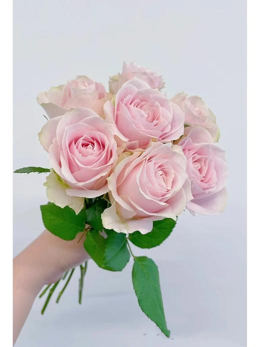 国产单头玫瑰粉红雪山玫瑰10支 商品图5