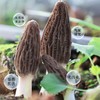 羊肚菌干货特级500g云南特产菌菇旗舰店正宗头茬新鲜野生蘑菇菌包 商品缩略图3
