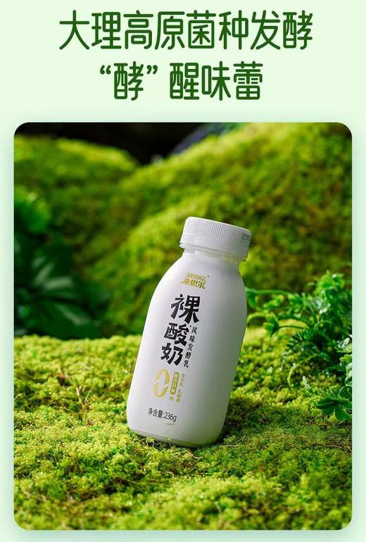 来思尔  裸酸奶瓶装低温酸奶12瓶*236g  厂家直发 商品图1
