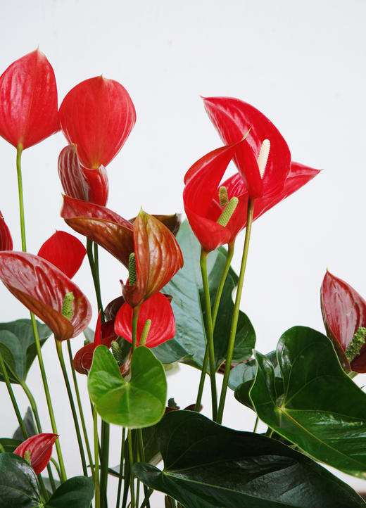 惊鸿红掌 商品图1