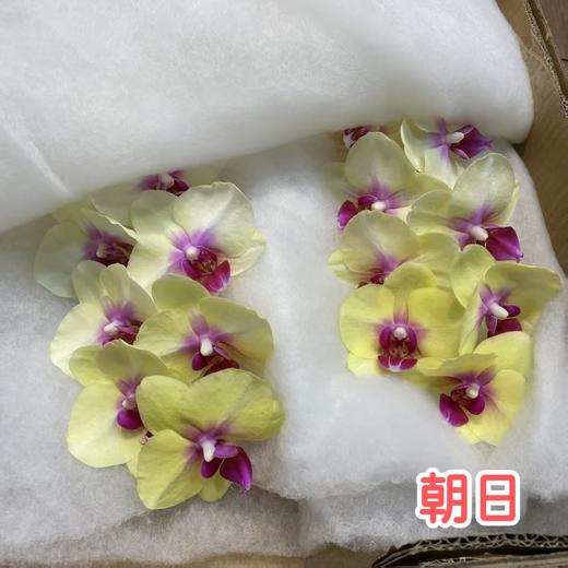 蝴蝶兰 | 朝日（可能有轻微瑕疵不售后，介意慎拍） 商品图0
