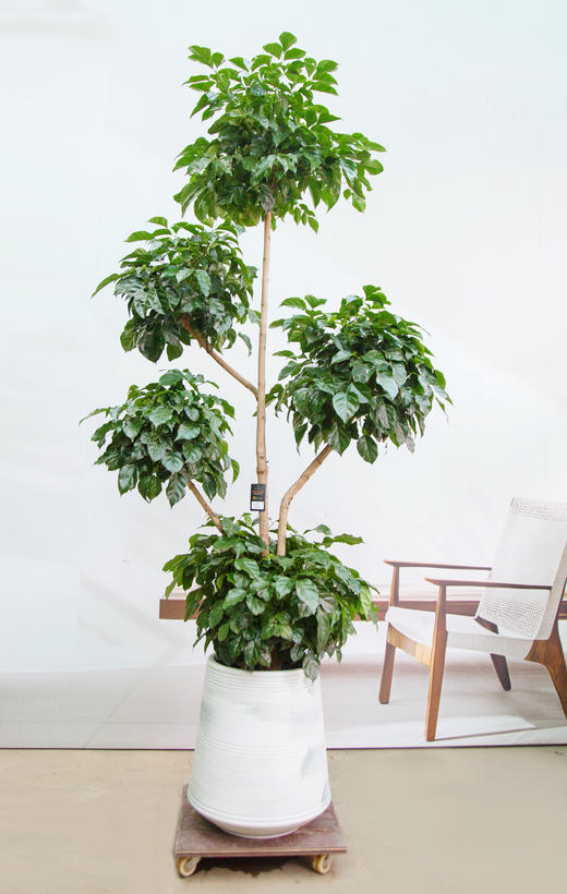 五层绿宝 商品图0