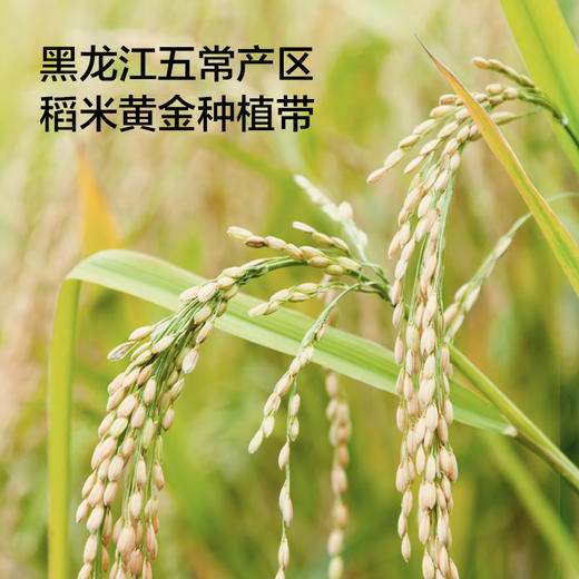 【野森林】真空包装有机五常大米5kg 商品图3