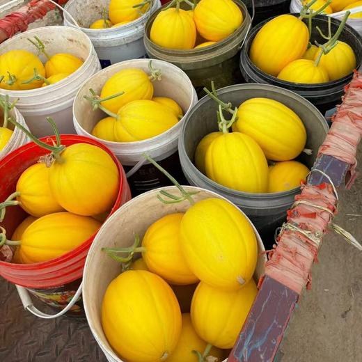 金香玉牛奶蜜瓜、香甜软糯，皮薄肉厚，果面漂亮、吊蔓香瓜、糖度20°太甜太好吃了 商品图5