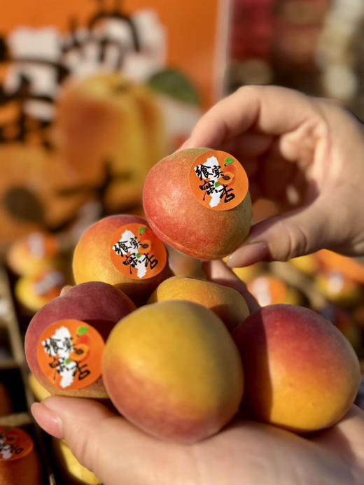 飨实®崂山蜜杏
三十年耕耘，十年品牌路
铸就非凡蜜杏
崂山山地种植，山泉水灌溉
软糯香甜，甜蜜多汁
净五斤，48枚 商品图2