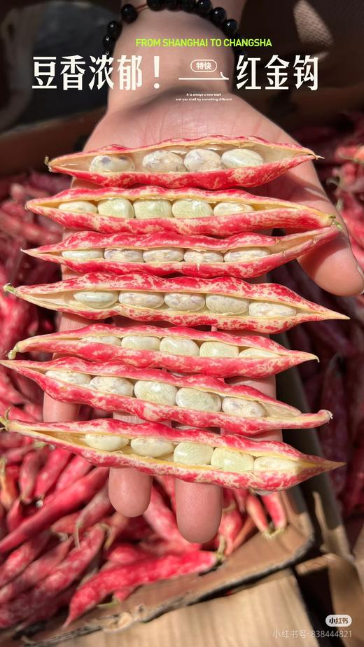 红金勾豆角2斤 商品图1