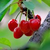 生态大连樱桃| 合作生产*  Ecological Dalian Cherries | Partner Production 商品缩略图1
