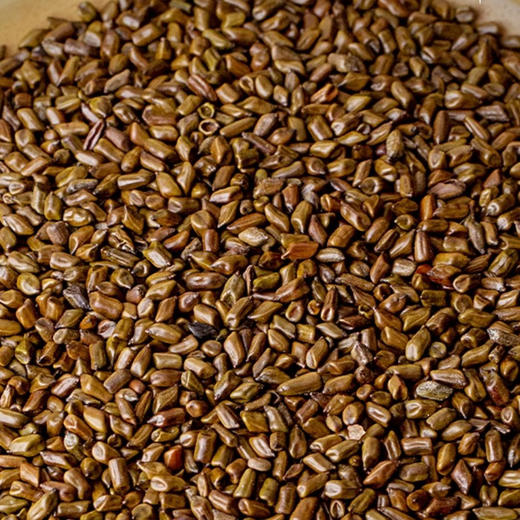 【野森林】纸筒 甄选决明子茶260g 商品图1