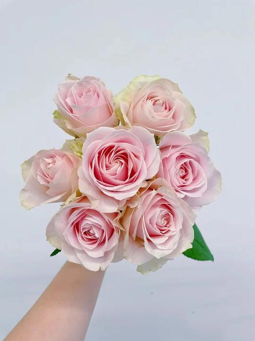 国产单头玫瑰粉红雪山玫瑰10支 商品图2