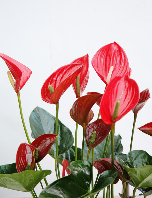 惊鸿红掌 商品图1