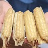 云南原种带皮拇指玉米 商品缩略图3