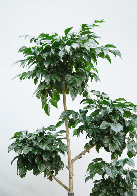 五层绿宝 商品图1